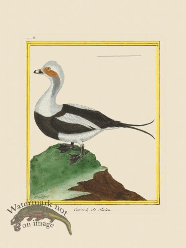 (image for) Martinet Bird 1008