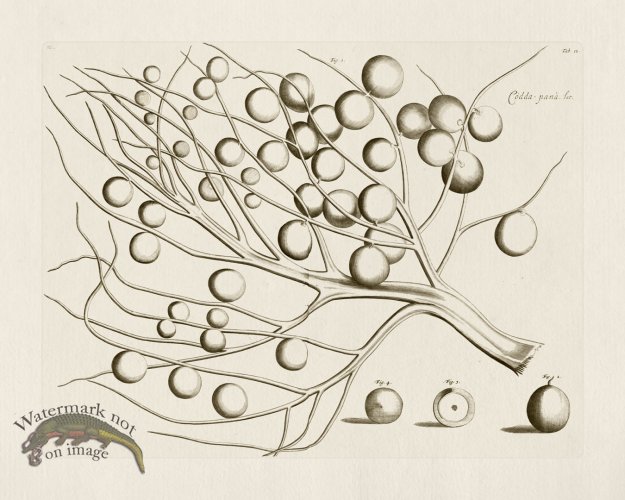 (image for) HORTUS VOl 03 12