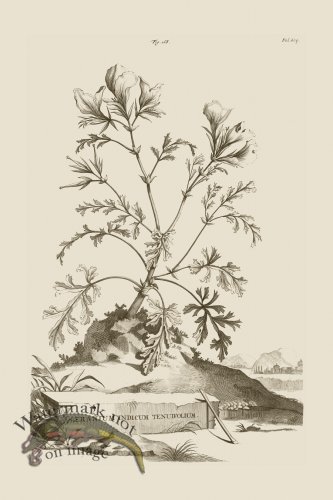 (image for) Abraham Munting 168