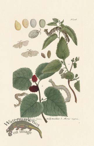 (image for) Weinmann PL 736