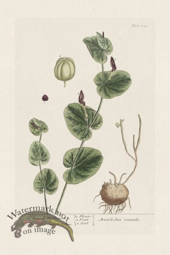 (image for) BEE 256 Round Birthnort