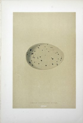 Morris_Eggs_02