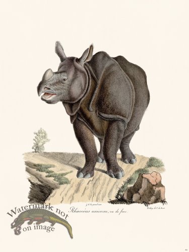 Cuvier 084 Unicorn Rhino Seen From The Font