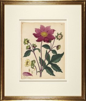 Andrews Botanicals in Gold Frame 07