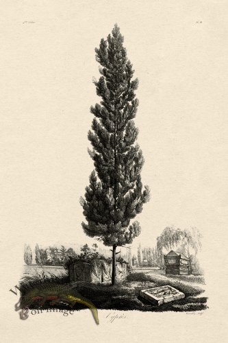 (image for) Defiennes Tree 14