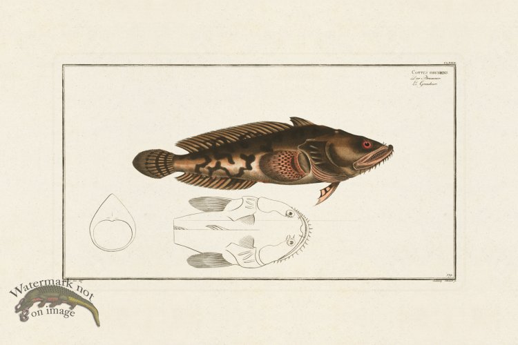 (image for) BLOCH FISH 179