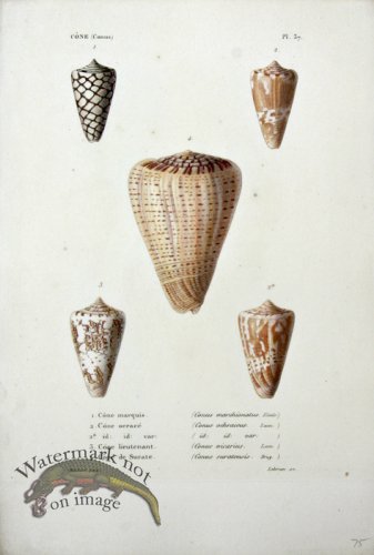 (image for) French Shell SLP 05