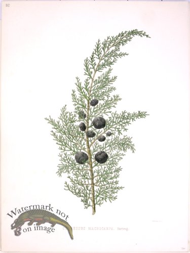 (image for) Lawson Pine Cone 18