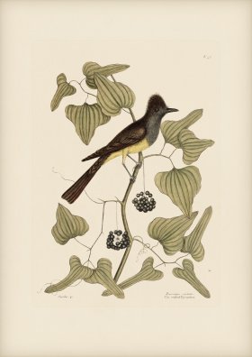 052 Crefted Flycatcher