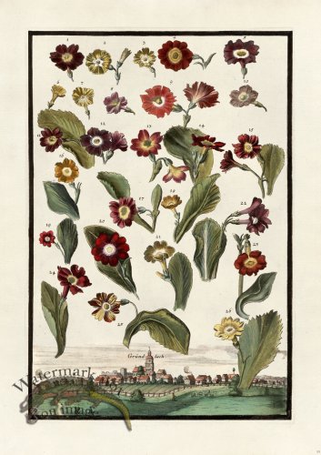 (image for) Volckamer 089