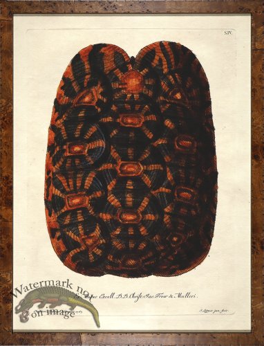 (image for) Turtle Shell Burl 02