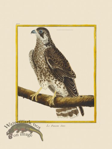 (image for) Martinet Bird 470