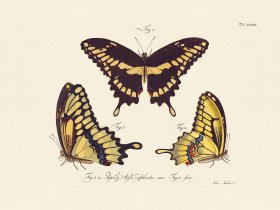 Jablonsky Butterfly 039