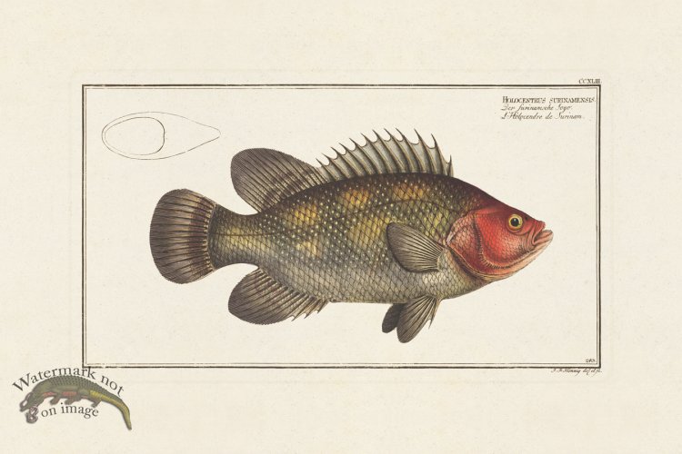 (image for) BLOCH FISH 243