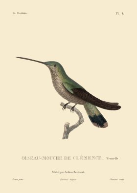 Humming Bird 08