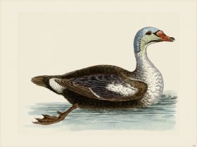 Edwards 154 Grey beaded Duck