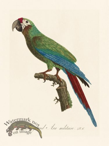 Barraband Parrot 006
