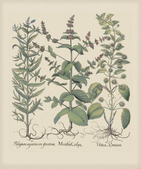 Besler 230 Colored B2