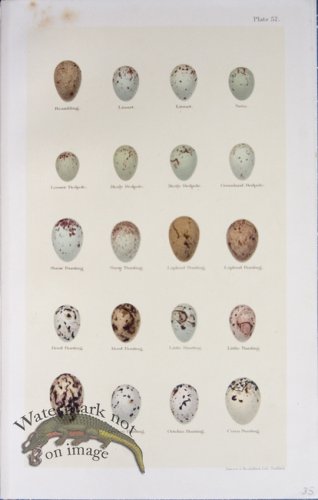 (image for) Seebohm Eggs 31