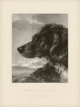 SA Dogs 04 Water Spaniel