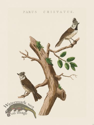 (image for) Nozeman Bird 209