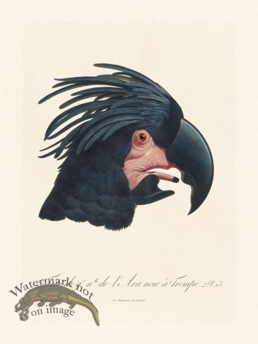 (image for) Barraband Parrot 013