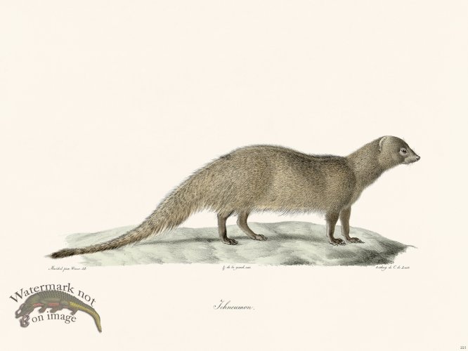 (image for) Cuvier 221 Jchneumon