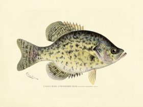 Bass_Calico or Strawberry
