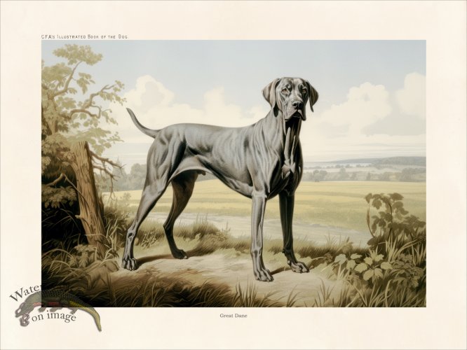 (image for) CFA Dog All Grey Great Dane
