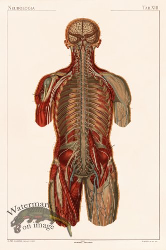 Laskowski Anatomy 13