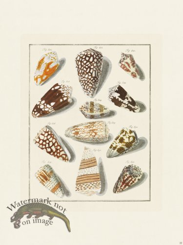 (image for) Martini Shells 022