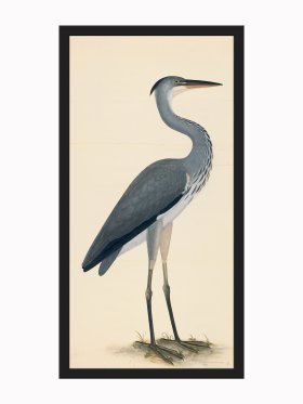 Rudbeck CFA_BF 03 Grey Heron