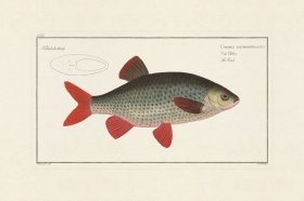 (image for) Bloch Fish 001