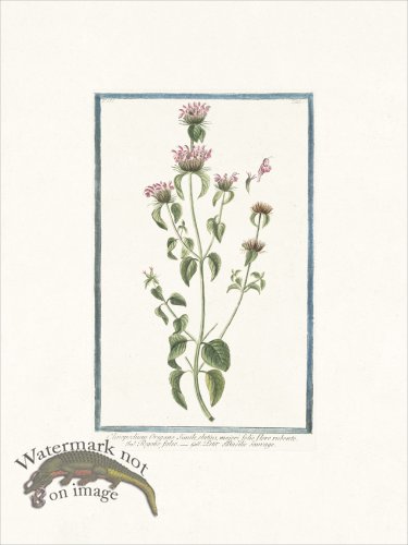 (image for) Bonelli 265 Wild Basil