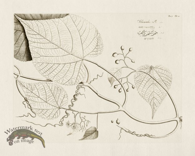 (image for) HORTUS VOl 07 11