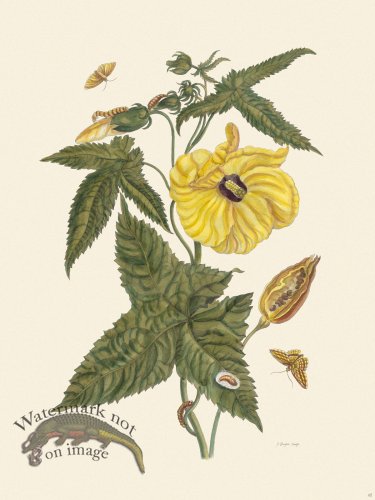 (image for) Merian Metamorphosis 42