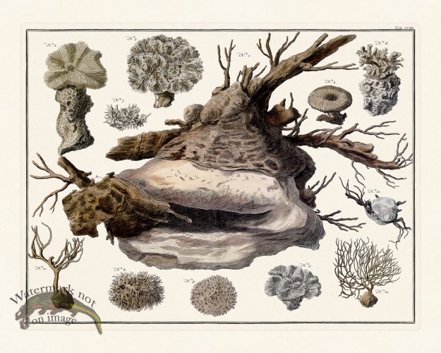 (image for) Seba B2 108 Coral