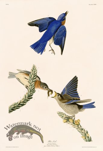 (image for) 113 Blue Bird