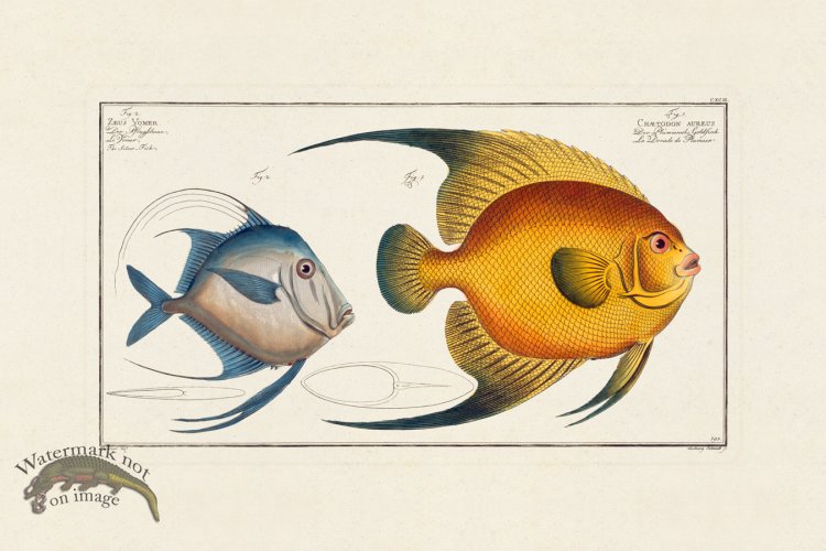(image for) BLOCH FISH 193