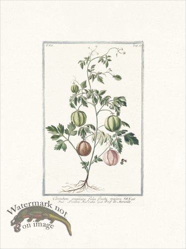 (image for) Bonelli 667 Corindum