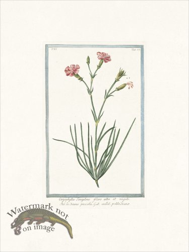 (image for) Bonelli 524 Pink Diane