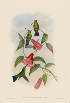 Gould Hummingbird 331