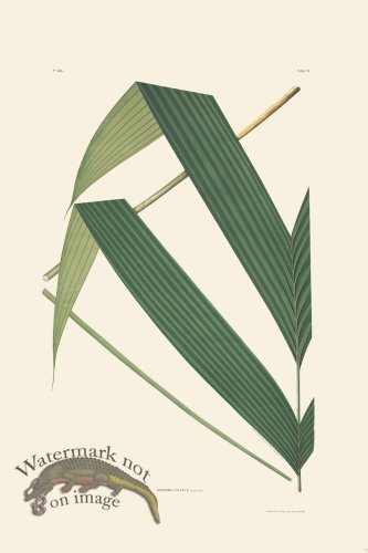 (image for) Rodrigues Palm Front 014