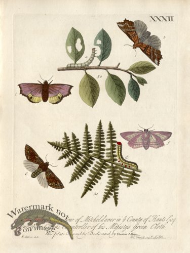 (image for) Albin Plate 32