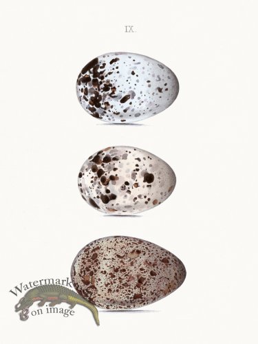 (image for) Oology 09