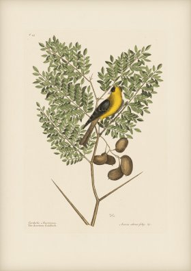 043 American Goldfinch