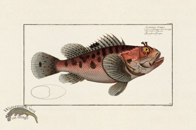 (image for) BLOCH FISH 182