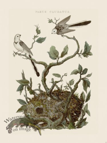 (image for) Nozeman Bird 167