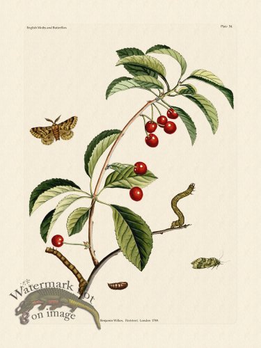 (image for) Wilkes Butterflies 054