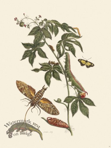 (image for) Merian Metamorphosis 38